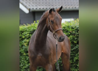 Zangersheide, Merrie, 3 Jaar