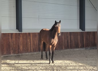Zangersheide, Merrie, 3 Jaar