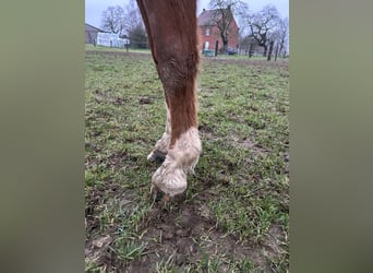 Zangersheide, Merrie, 3 Jaar, Vos