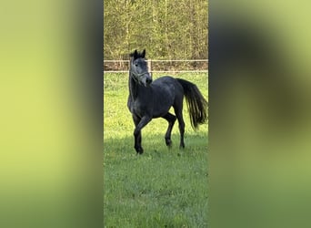 Zangersheide, Merrie, 3 Jaar, Zwartschimmel