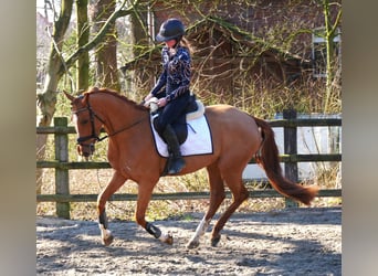 Zangersheide, Merrie, 4 Jaar, 153 cm, Vos