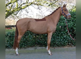 Zangersheide, Merrie, 4 Jaar, 153 cm, Vos