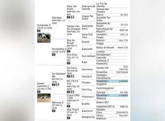 Zangersheide, Merrie, 4 Jaar, 156 cm, Gevlekt-paard