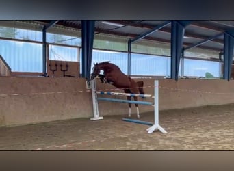 Zangersheide, Merrie, 4 Jaar, 160 cm, Vos