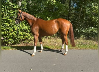 Zangersheide, Merrie, 4 Jaar, 160 cm, Vos