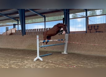 Zangersheide, Merrie, 4 Jaar, 160 cm, Vos