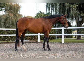 Zangersheide, Merrie, 4 Jaar, 161 cm, Bruin