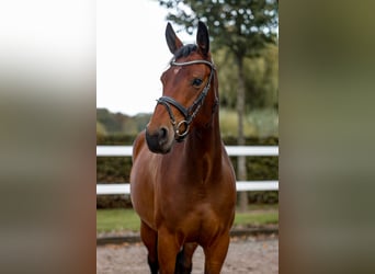 Zangersheide, Merrie, 4 Jaar, 161 cm, Bruin