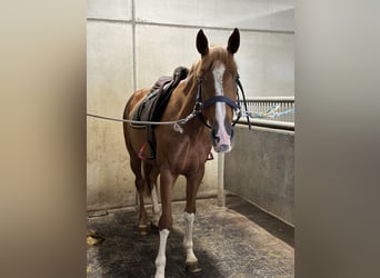 Zangersheide, Merrie, 4 Jaar, 161 cm