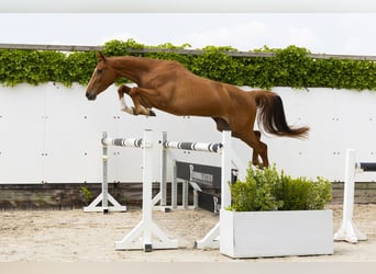 Zangersheide, Merrie, 4 Jaar, 161 cm, Vos