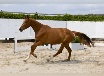 Zangersheide, Merrie, 4 Jaar, 161 cm, Vos