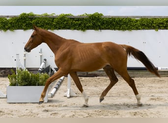 Zangersheide, Merrie, 4 Jaar, 161 cm, Vos