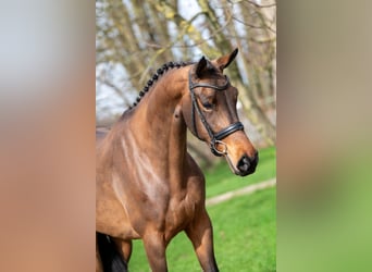 Zangersheide, Merrie, 4 Jaar, 162 cm