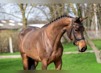 Zangersheide, Merrie, 4 Jaar, 162 cm