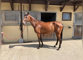 Zangersheide, Merrie, 4 Jaar, 163 cm, Bruin