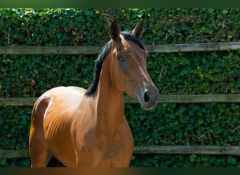 Zangersheide, Merrie, 4 Jaar, 163 cm, Bruin