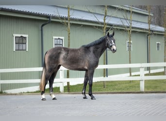 Zangersheide, Merrie, 4 Jaar, 163 cm, Schimmel