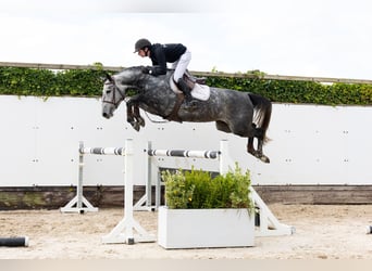 Zangersheide, Merrie, 4 Jaar, 163 cm, Schimmel