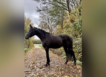 Zangersheide, Merrie, 4 Jaar, 163 cm, Zwartbruin