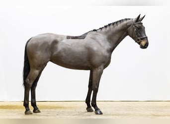 Zangersheide, Merrie, 4 Jaar, 163 cm, Zwartbruin