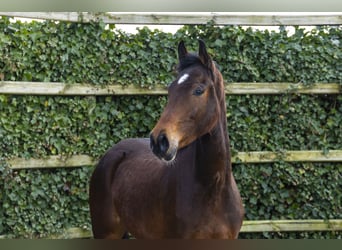 Zangersheide, Merrie, 4 Jaar, 164 cm, Bruin