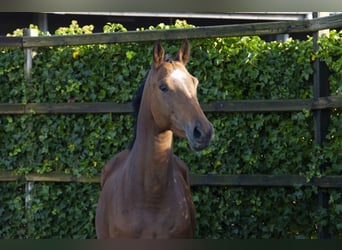 Zangersheide, Merrie, 4 Jaar, 164 cm, Donkerbruin