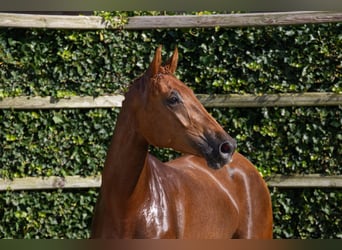Zangersheide, Merrie, 4 Jaar, 164 cm, Donkere-vos