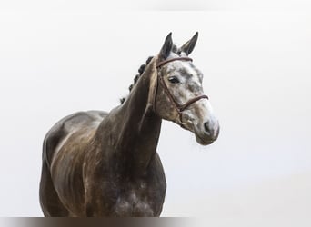 Zangersheide, Merrie, 4 Jaar, 164 cm