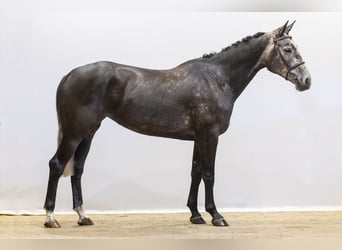 Zangersheide, Merrie, 4 Jaar, 164 cm