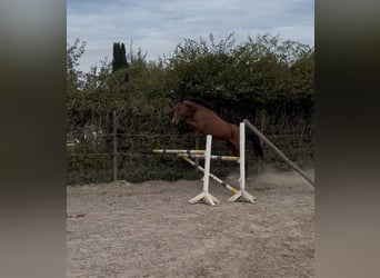 Zangersheide, Merrie, 4 Jaar, 165 cm, Bruin
