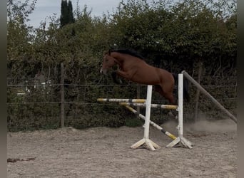 Zangersheide, Merrie, 4 Jaar, 165 cm, Bruin