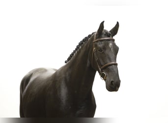 Zangersheide, Merrie, 4 Jaar, 165 cm, Bruin