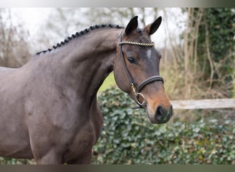 Zangersheide, Merrie, 4 Jaar, 165 cm