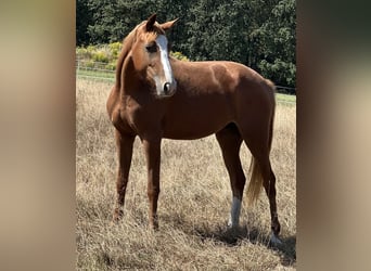 Zangersheide, Merrie, 4 Jaar, 165 cm, Vos