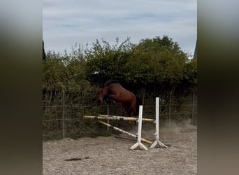 Zangersheide, Merrie, 4 Jaar, 166 cm, Bruin