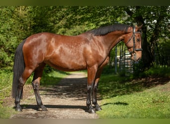 Zangersheide, Merrie, 4 Jaar, 166 cm, Bruin