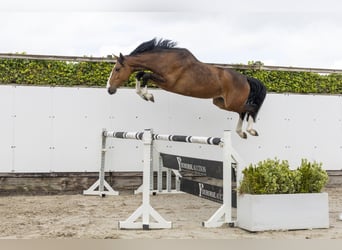 Zangersheide, Merrie, 4 Jaar, 166 cm, Bruin