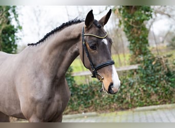 Zangersheide, Merrie, 4 Jaar, 166 cm