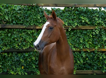 Zangersheide, Merrie, 4 Jaar, 166 cm, Vos