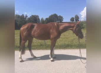 Zangersheide, Merrie, 4 Jaar, 167 cm, Bruin