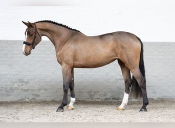 Zangersheide, Merrie, 4 Jaar, 167 cm, Bruin