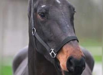 Zangersheide, Merrie, 4 Jaar, 167 cm, Donkerbruin