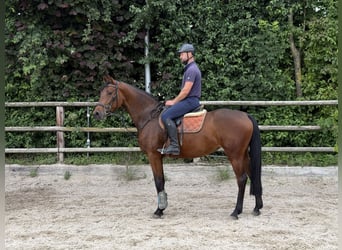 Zangersheide, Merrie, 4 Jaar, 167 cm