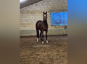 Zangersheide, Merrie, 4 Jaar, 168 cm, Bruin