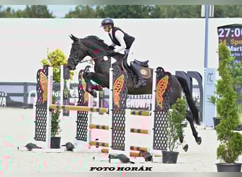 Zangersheide, Merrie, 4 Jaar, 168 cm