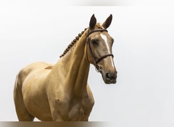 Zangersheide, Merrie, 4 Jaar, 168 cm