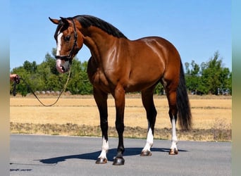 Zangersheide, Merrie, 4 Jaar, 169 cm, Bruin