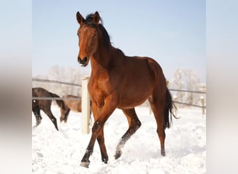 Zangersheide, Merrie, 4 Jaar, 169 cm, Lichtbruin