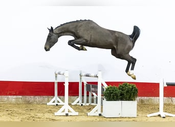 Zangersheide, Merrie, 4 Jaar, 169 cm