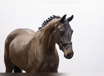 Zangersheide, Merrie, 4 Jaar, 169 cm